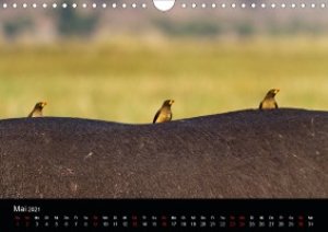 Botswanas Vogelwelt (Wandkalender 2021 DIN A4 quer)