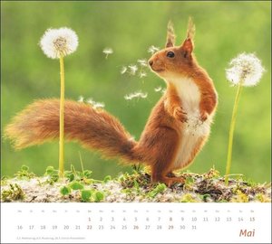 times&more Eichhörnchen Bildkalender 2022