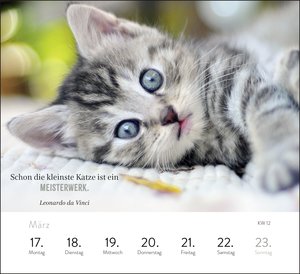 Wochenkalender 2025: Kluge Katzen