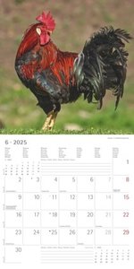 Alpha Edition - Hühner 2025 Broschürenkalender, 30x30cm, Kalender mit hochwertigen Hühner-Bildern, Mondphasen, Notizmöglichkeiten, Ferientermine DE/AT/CH und internationales Kalendarium