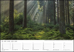 Malerische Wälder 2023 - Wand-Kalender - 42x29,7 - Wald - Natur