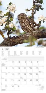 Eulen 2023 - Broschürenkalender 30x30 cm (30x60 geöffnet) - Kalender mit Platz für Notizen - Owls - Bildkalender - Wandplaner - Eulenkalender