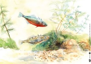 Tiere und Pflanzen am Teich. Kamishibai Bildkartenset