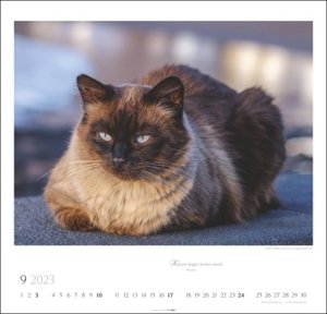 Katzen - Diven auf Samtpfoten Kalender 2023. Eigenwillig und geliebt: Katzen-Porträts in einem großen Wandkalender. Tierkalender 2023 für Katzenfans.