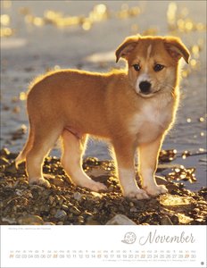 Hundekinder Posterkalender 2026