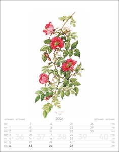 Alpenblumen-Aquarelle Kalender 2026