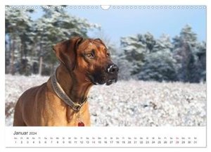 Ridgebacks - Hunde aus Afrika (Wandkalender 2024 DIN A3 quer), CALVENDO Monatskalender