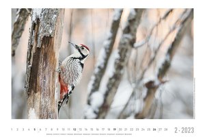 Lebensraum Wald 2023 - Bildkalender 49,5x33 cm - Tiere und Pflanzen in unseren heimischen Wäldern - Wandkalender - Wandplaner - Tierkalender