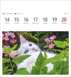 Katzen Postkartenkalender 2025