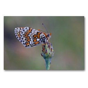 Premium Textil-Leinwand 90 cm x 60 cm quer Ein Motiv aus dem Kalender Faszination Makro - Die Welt der Schmetterlinge