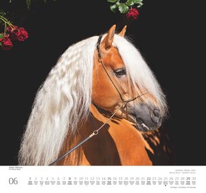 Geliebte Pferde 2025 – DUMONT-Wandkalender – Pferdefotografie von Christiane Slawik Format – 38,0 x 35,5 cm