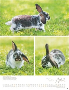 Kaninchenkinder Posterkalender 2025