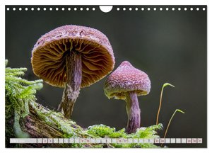 Pilze vor der Makrolinse 2024 (Wandkalender 2024 DIN A4 quer), CALVENDO Monatskalender