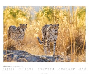 African Wildlife Kalender 2026