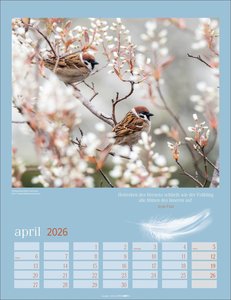 Heimische Vögel Kalender 2026