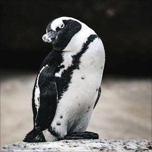 Pinguine 2025