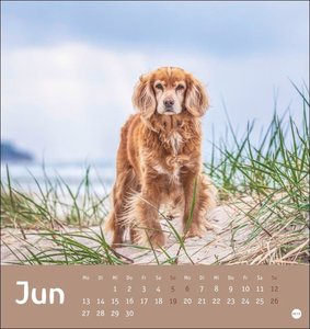 Hunde Postkartenkalender - Treue Gefährten 2022