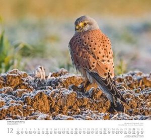 Heimische Vogelwelt 2024 - DUMONT Wandkalender - mit den wichtigsten Feiertagen - Format 38,0 x 35,5 cm