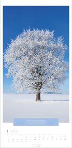 Wunderwelt der Bäume Kalender 2026
