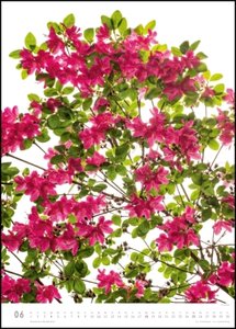 Flora 2023 – Blumen-Kalender von DUMONT– Foto-Kunst von Tan Kadam – Poster-Format 50 x 70 cm