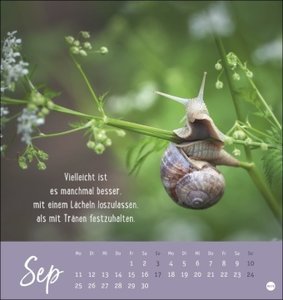 Never give up! Postkartenkalender 2023. Süße Tiere in einem Postkarten-Fotokalender mit motivierenden Botschaften. Kleiner Kalender zum Aufstellen und Aufhängen.