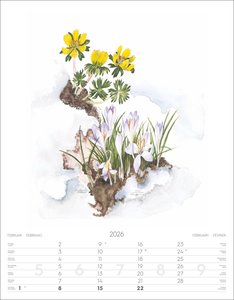 Alpenblumen-Aquarelle Kalender 2026