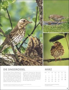 Vögel in unseren Gärten Posterkalender 2023. Viele Fotos und informative Texte zu 12 Vogelarten in einem Wandkalender-Großformat. Dekorativer Kalender mit Mehrwert für Tierfreunde.
