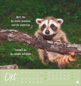 Never give up! Postkartenkalender 2026
