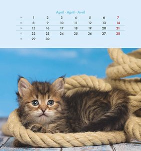 Schmusekatzen 2024 - Postkartenkalender 16x17 cm - Katzen - zum Aufstellen oder Aufhängen - Monatskalendarium - Gadget - Mitbringsel - Alpha Edition