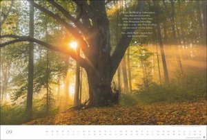 Der deutsche Wald - Ein literarischer Spaziergang 2025