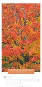 Wunderwelt der Bäume Kalender 2026