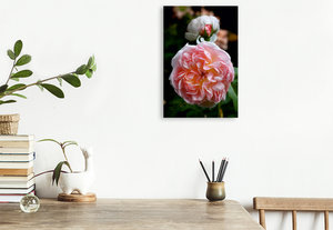 Premium Textil-Leinwand 30 cm x 45 cm hoch Englische Rose, Apricot