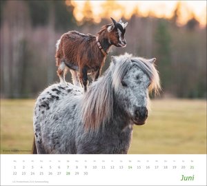 times&more Echte Freunde Bildkalender 2026
