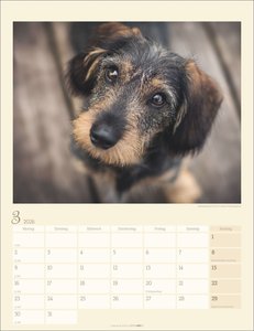 Dackel Kalender 2026