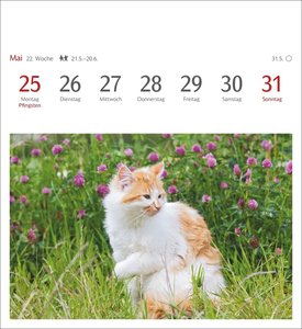 Katzen Postkartenkalender 2026