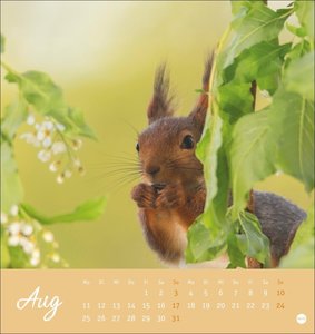 Eichhörnchen Postkartenkalender 2025