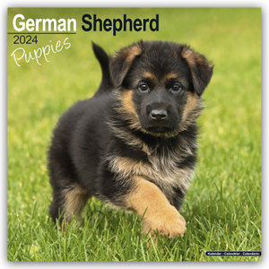 German Shepherd Puppies - Deutsche Schäferhund Welpen 2024 - 16-Monatskalender