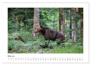 Slowenien - Wilde Bären und zauberhafte Natur (hochwertiger Premium Wandkalender 2024 DIN A2 quer), Kunstdruck in Hochglanz