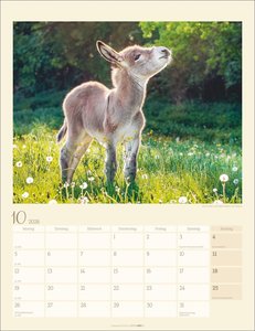 Esel Kalender 2026