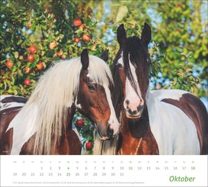 times&more Pferde Bildkalender 2026