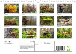 Pilze in den Herbstwäldern (Wandkalender 2023 DIN A4 quer)