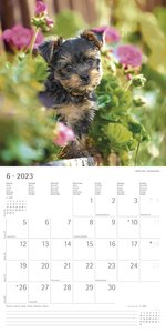Welpen 2023 - Broschürenkalender 30x30 cm (30x60 geöffnet) - Kalender mit Platz für Notizen - Puppies - Hundekalender - Bildkalender - Wandkalender