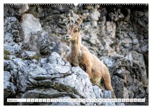 Steinböcke - Majestätische Tiere der Alpen (Wandkalender 2024 DIN A2 quer), CALVENDO Monatskalender