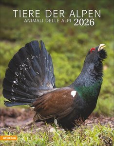 Tiere der Alpen Kalender 2026