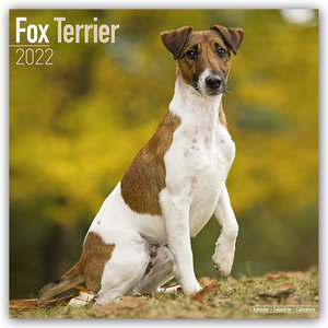 Fox Terrier - Foxterrier 2022 - 16-Monatskalender