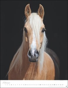 Pferde Classics Posterkalender 2024. Die Eleganz der Tiere in einem Kalender im Posterformat eingefangen von Sabine Stuewer. Hochwertiger Fotokalender für Pferdefreunde.