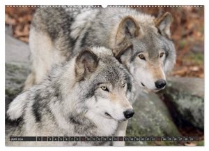 Wölfe. Graue Eminenzen (hochwertiger Premium Wandkalender 2024 DIN A2 quer), Kunstdruck in Hochglanz
