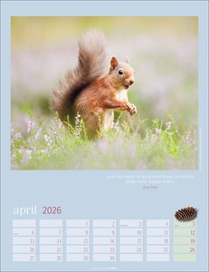 Eichhörnchen Kalender 2026