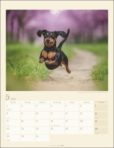 Dackel. Jahres-Wandkalender 2023 mit Platz für Notizen und Termine. Foto-Kalender für Hundefans und Dackelliebhaber. Bildkalender 2023 im Hochformat 30x39 cm