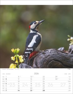 Tiere der Alpen Kalender 2026